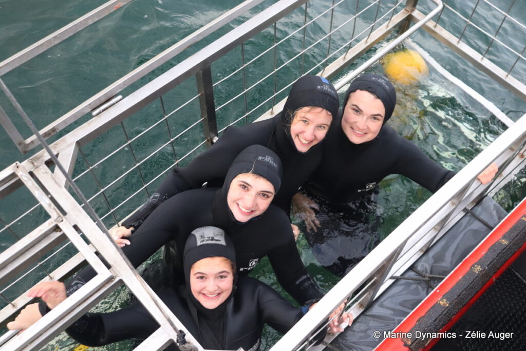 Shark cage diving, Gansbaai, South Africa
