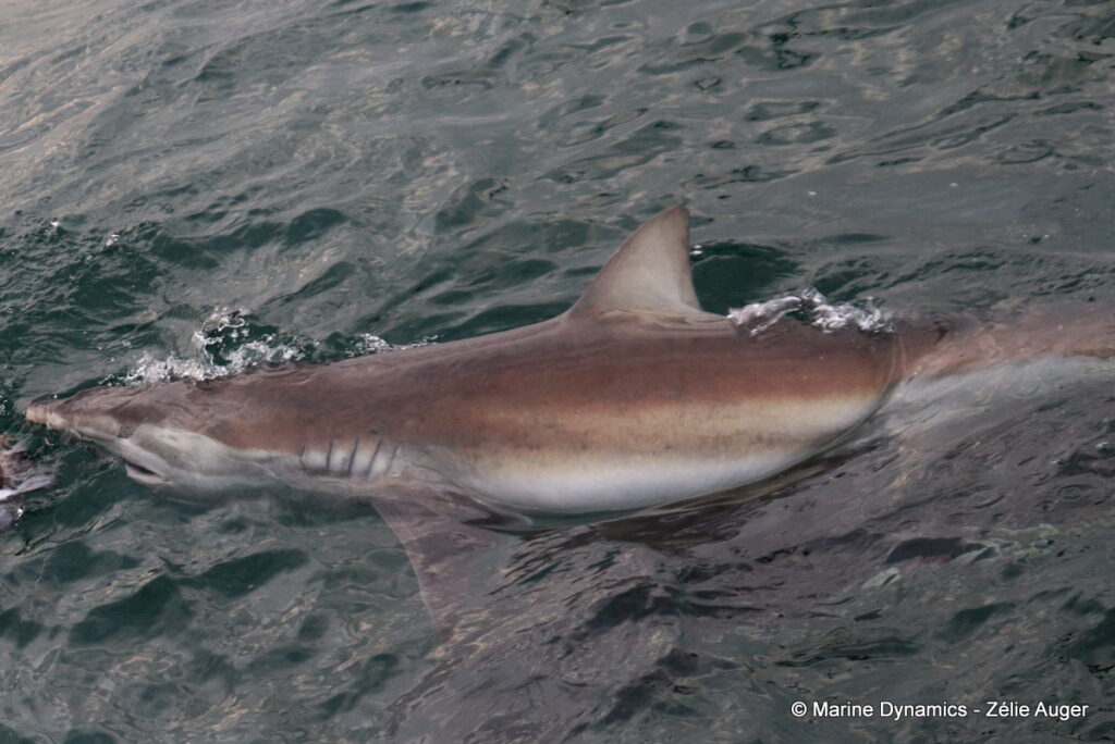 Shark cage diving, Gansbaai, South Africa