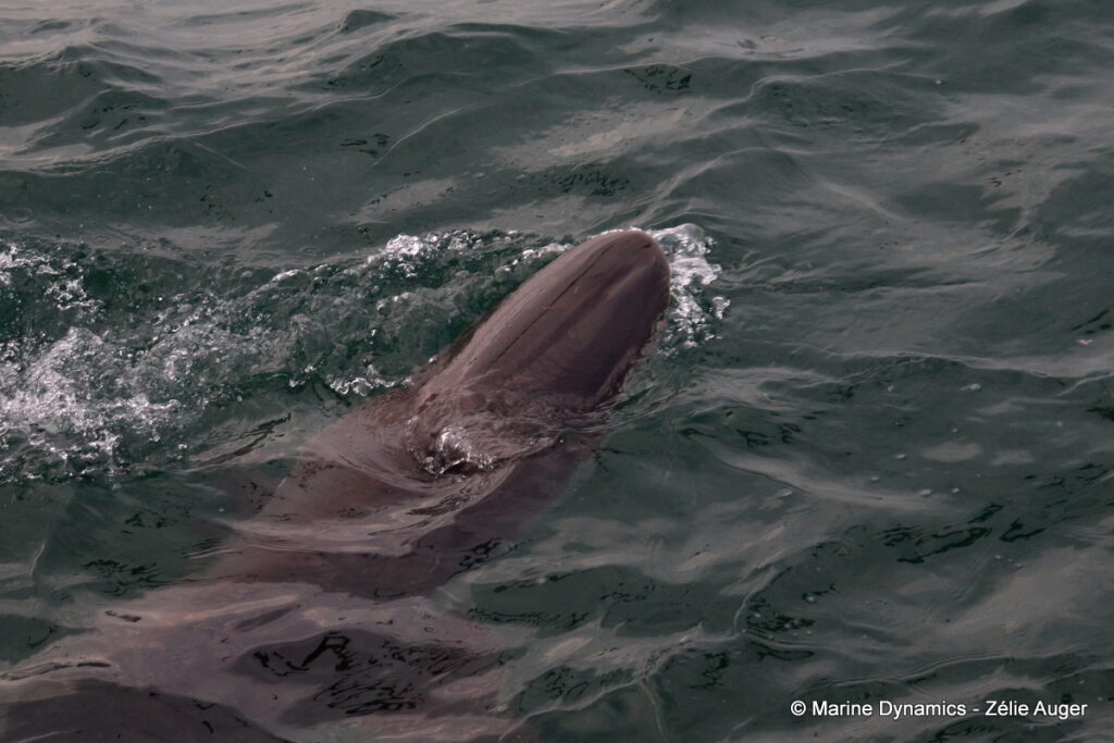 Shark cage diving, Gansbaai, South Africa