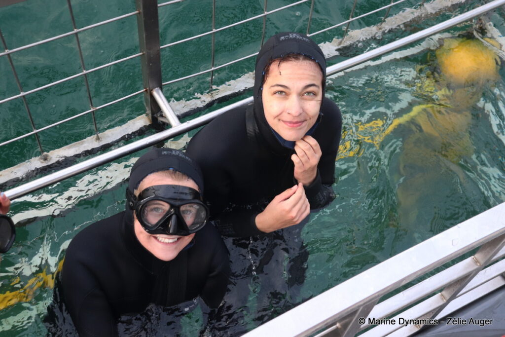 Shark cage diving, Gansbaai, South Africa