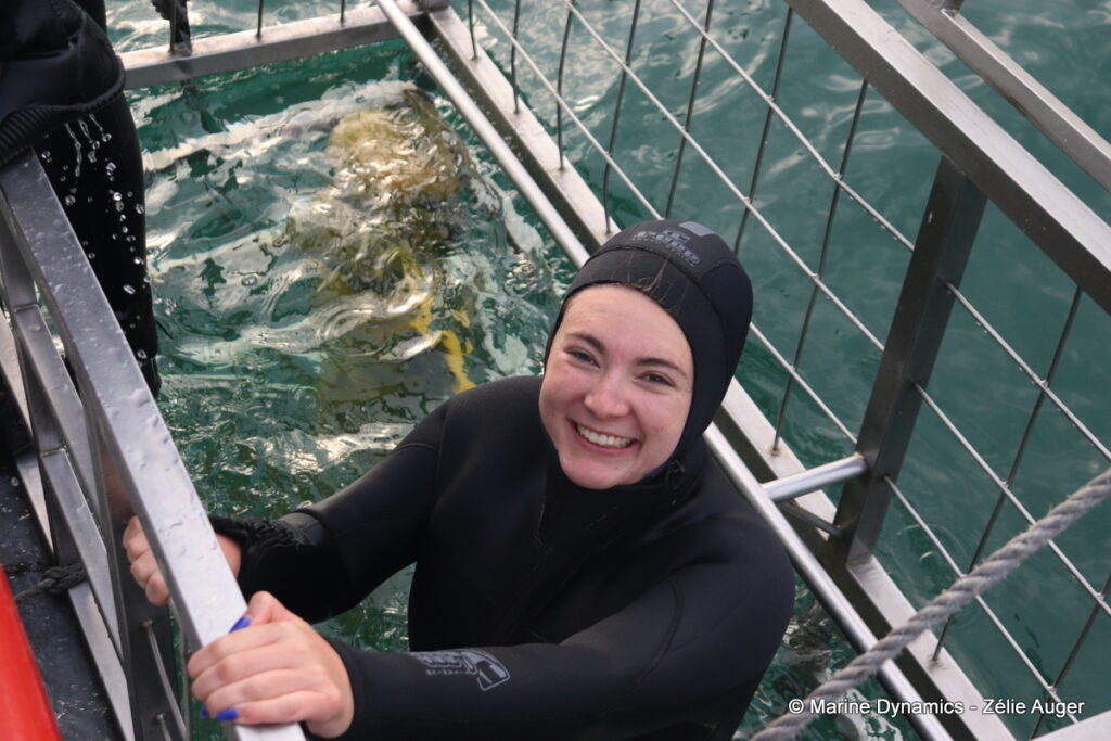 Shark cage diving, Gansbaai, South Africa