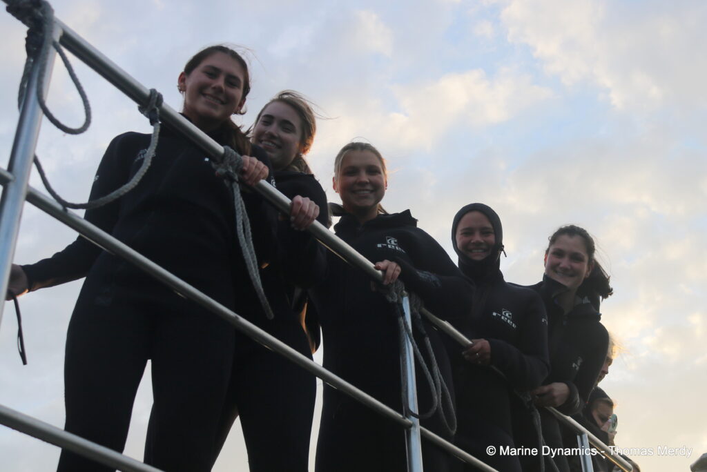Shark cage diving, South Africa, Gansbaai