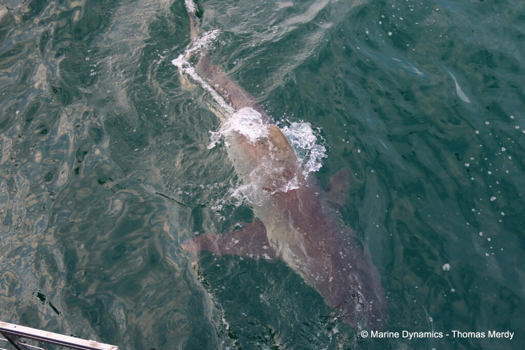 Shark cage diving, South Africa, Gansbaai