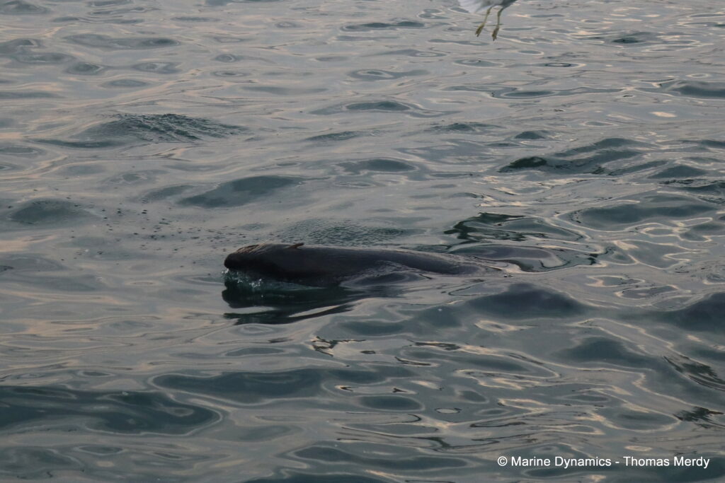 Shark cage diving, South Africa, Gansbaai