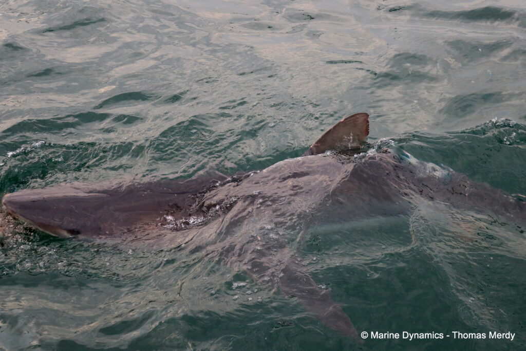 Shark cage diving, South Africa, Gansbaai