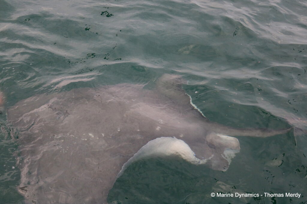 Shark cage diving, South Africa, Gansbaai
