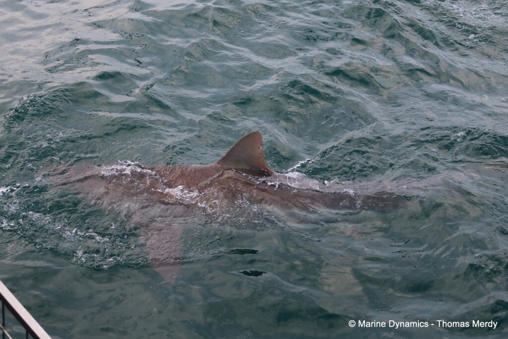 Shark cage diving, South Africa, Gansbaai