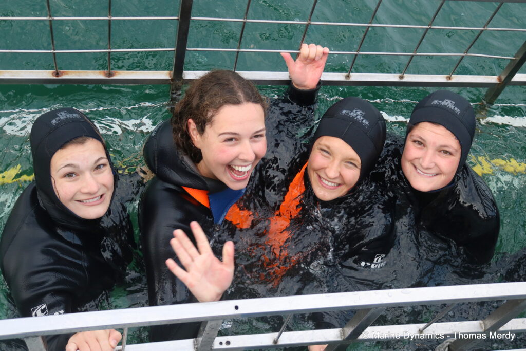 Shark cage diving, South Africa, Gansbaai