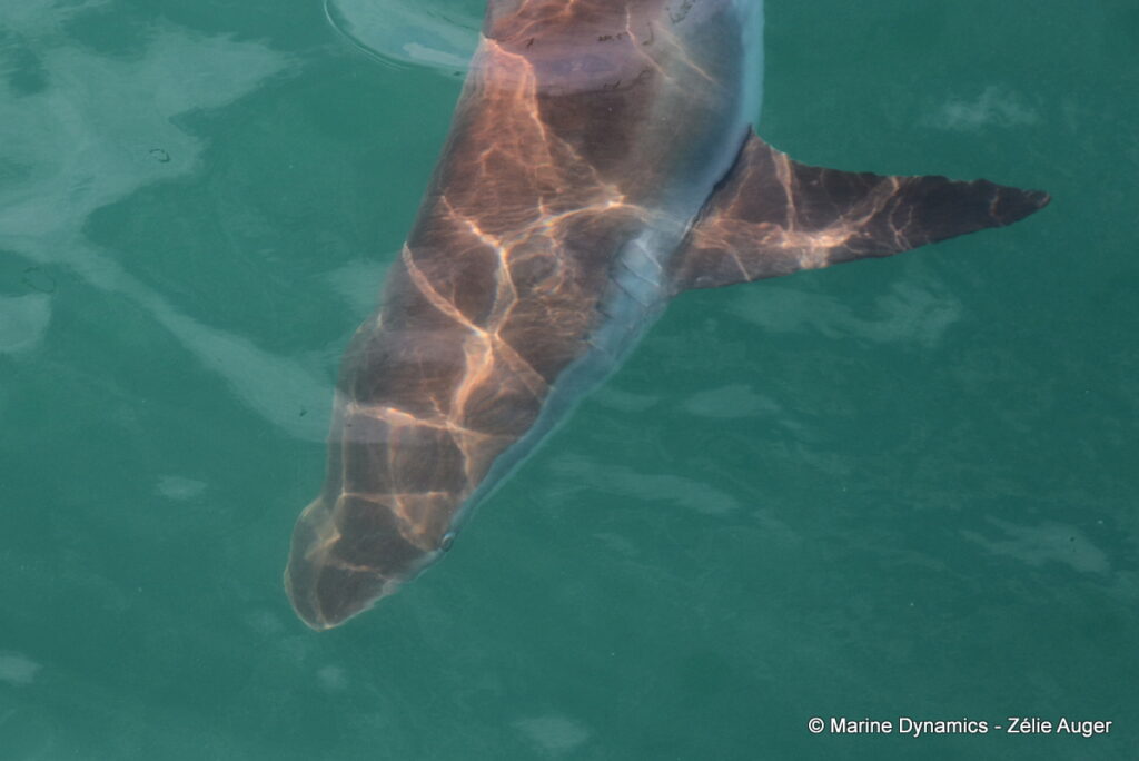 Shark cage diving, Gansbaai, South Africa