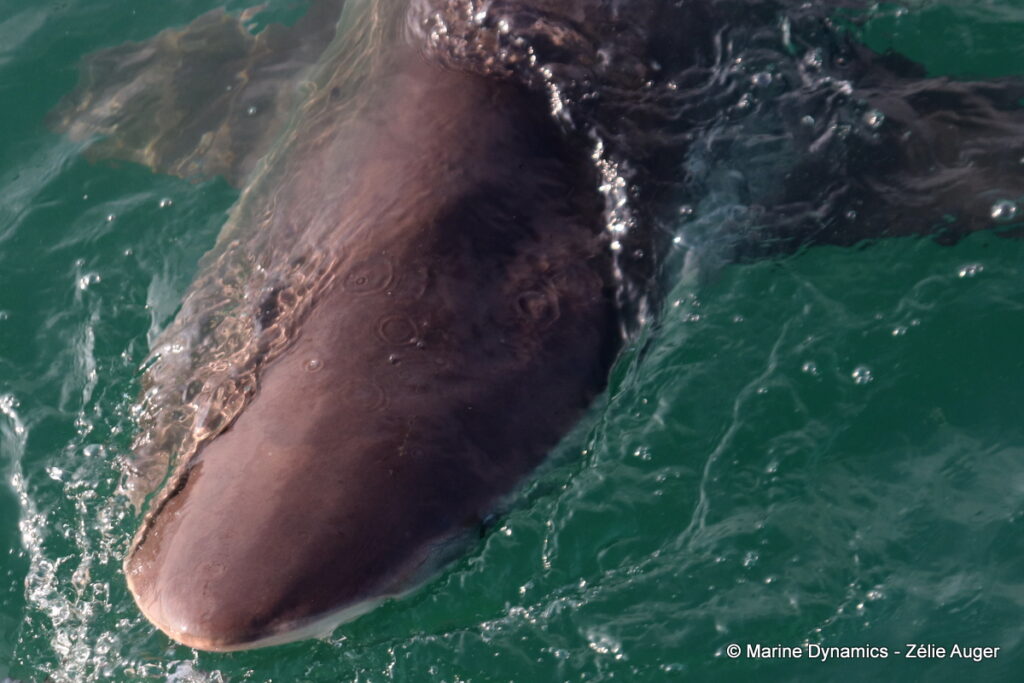 Shark cage diving, Gansbaai, South Africa