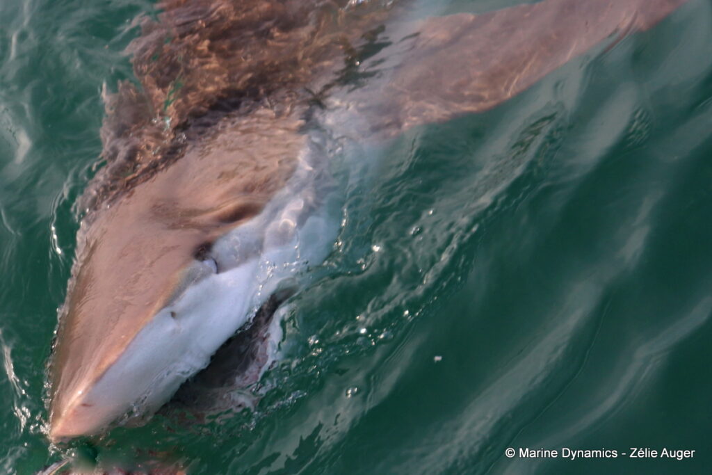 Shark cage diving, Gansbaai, South Africa