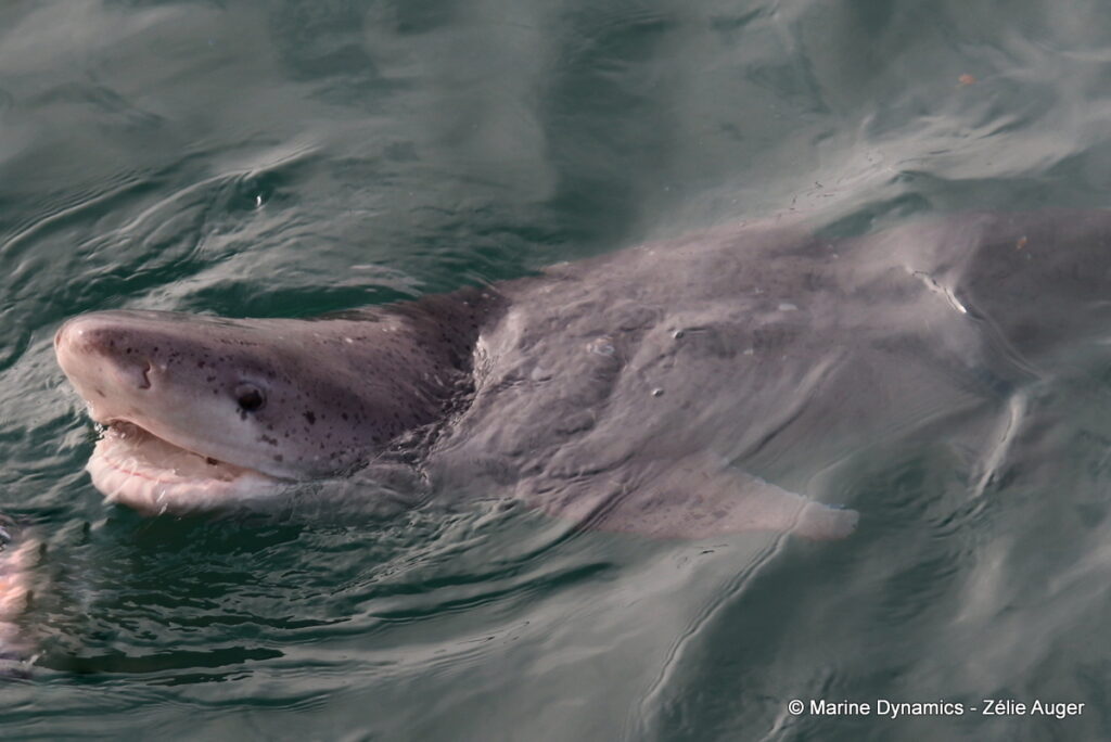 Shark cage diving, Gansbaai, South Africa