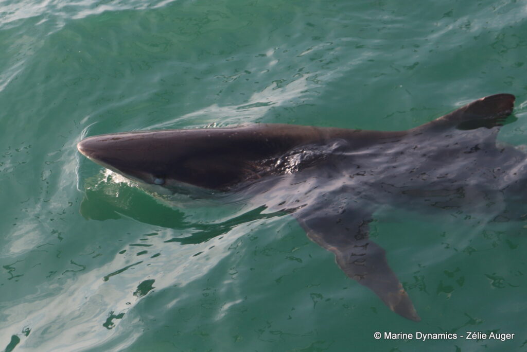 Shark cage diving, Gansbaai, South Africa