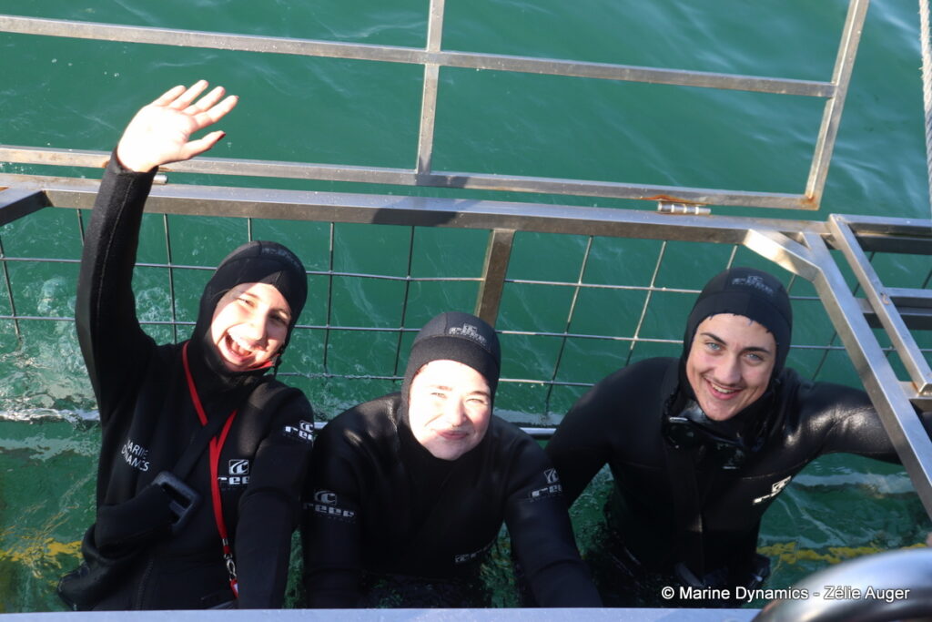 Shark cage diving, Gansbaai, South Africa