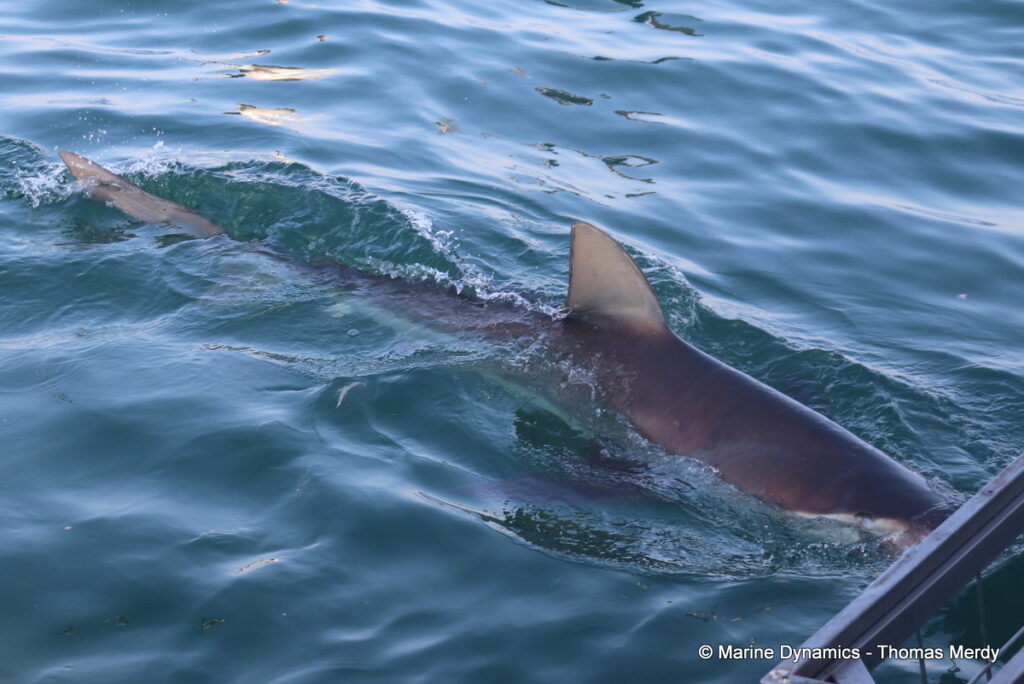 Shark cage diving, Gansbaai, South Africa