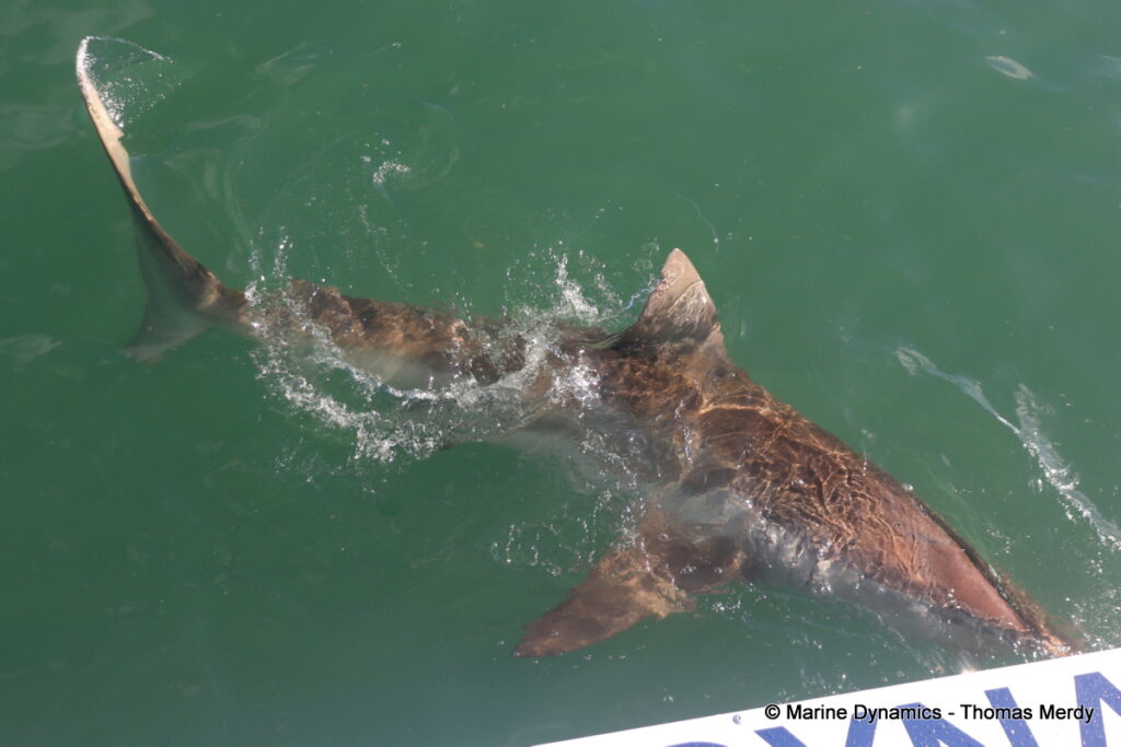 Shark cage diving, Gansbaai, South Africa