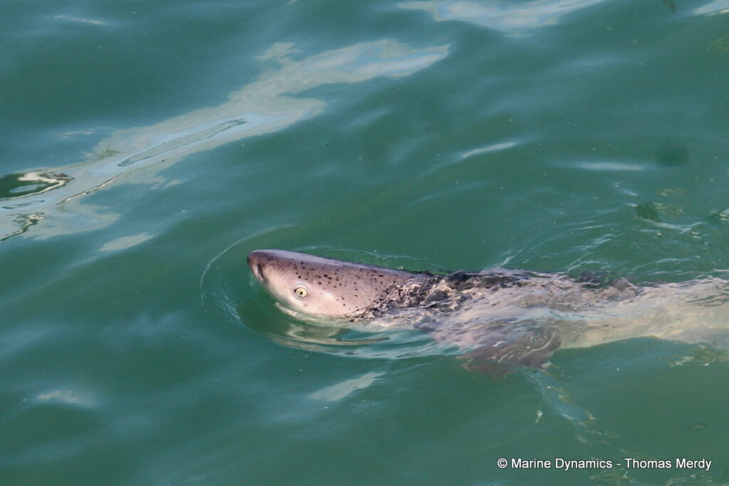 Shark cage diving, Gansbaai, South Africa