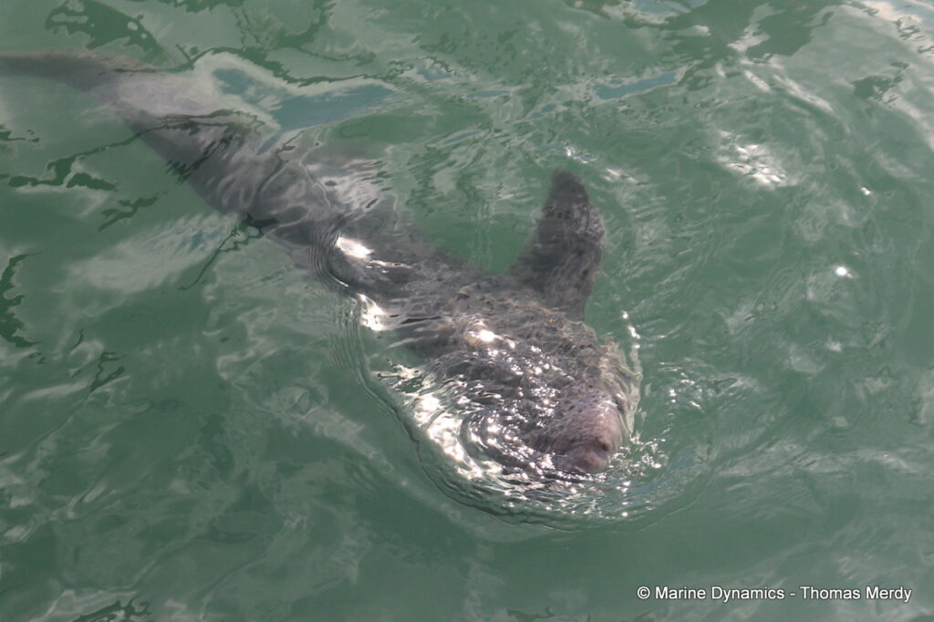 Shark cage diving, Gansbaai, South Africa