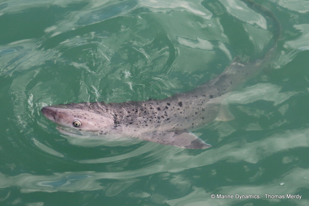 Shark cage diving, Gansbaai, South Africa