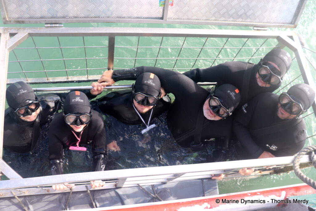Shark cage diving, Gansbaai, South Africa