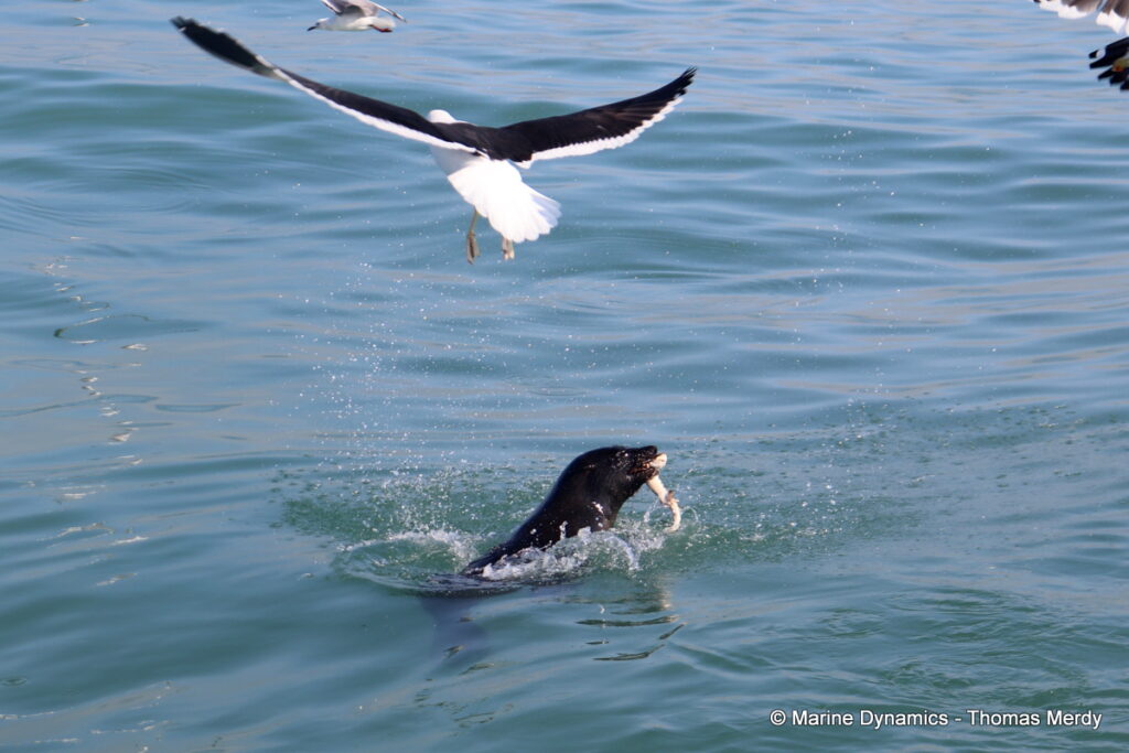 Shark cage diving, South Africa, Gansbaai