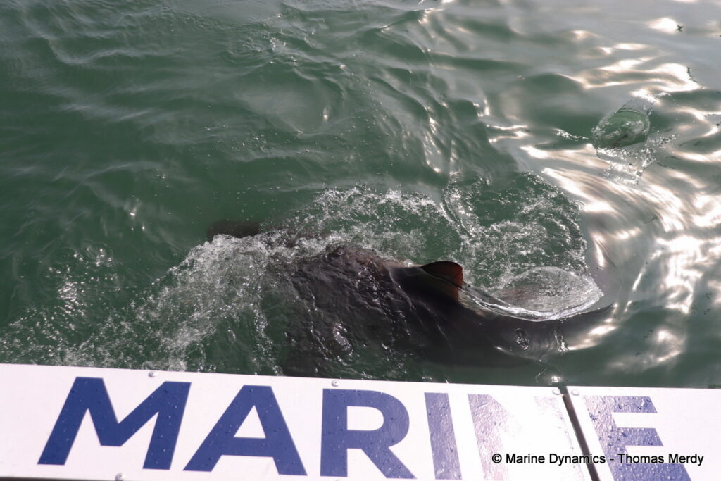Shark cage diving, South Africa, Gansbaai