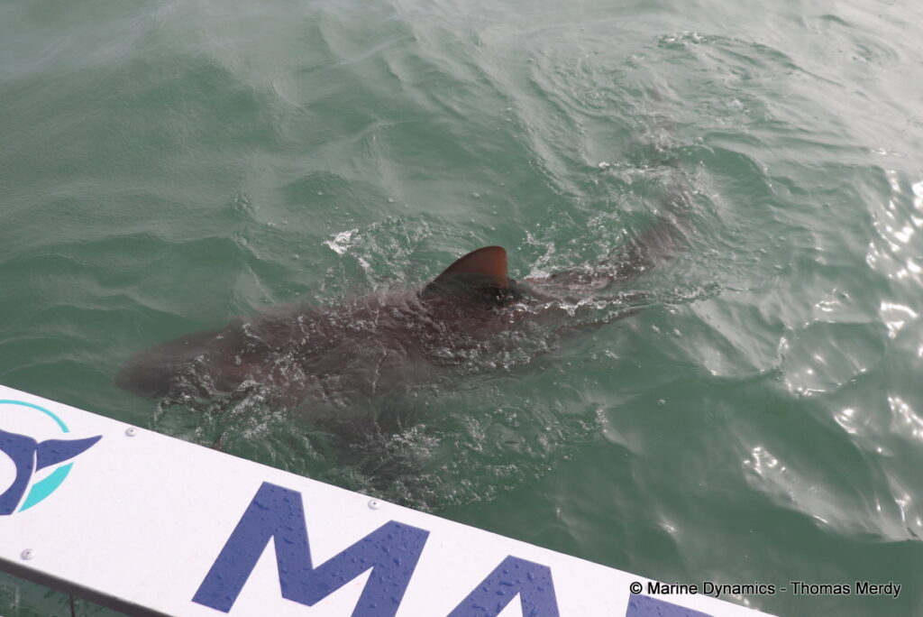 Shark cage diving, South Africa, Gansbaai
