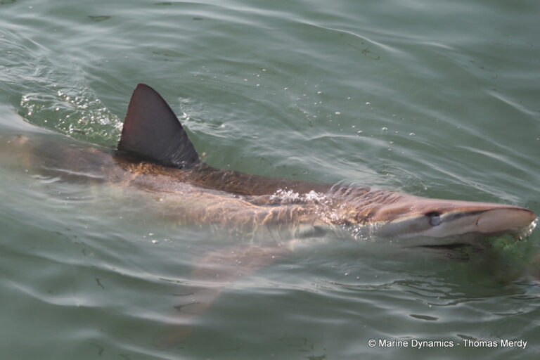 Shark cage diving, South Africa, Gansbaai