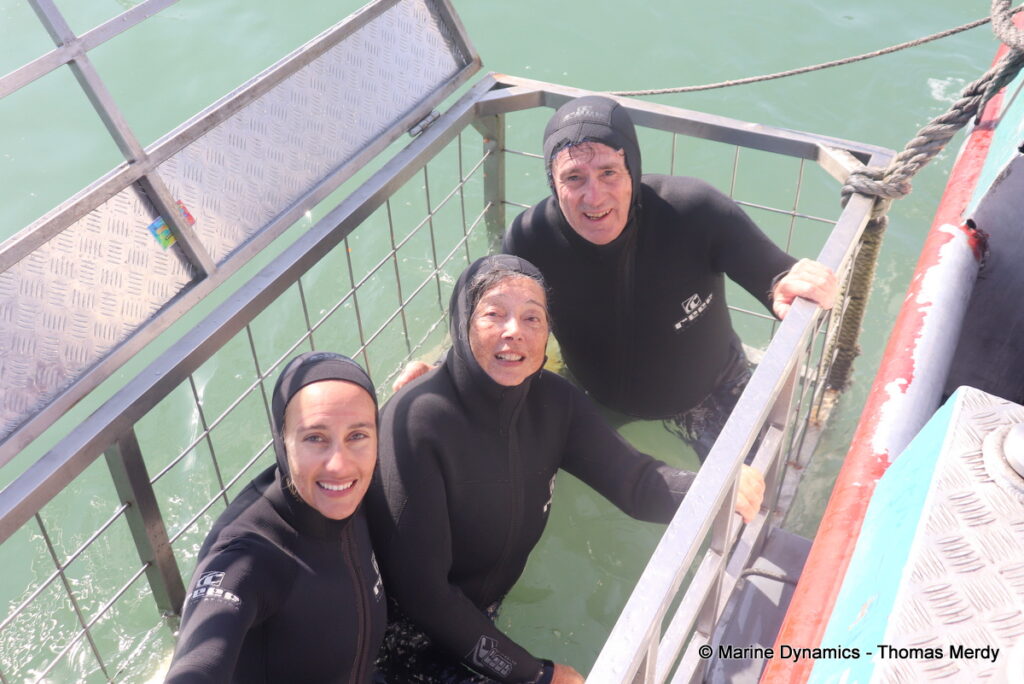 Shark cage diving, South Africa, Gansbaai