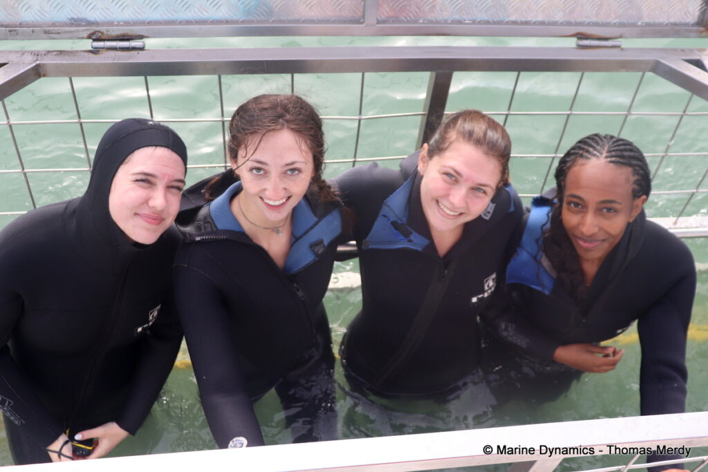 Shark cage diving, South Africa, Gansbaai