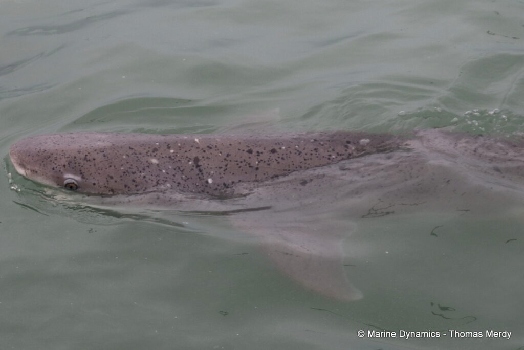 Shark cage diving, South Africa, Gansbaai