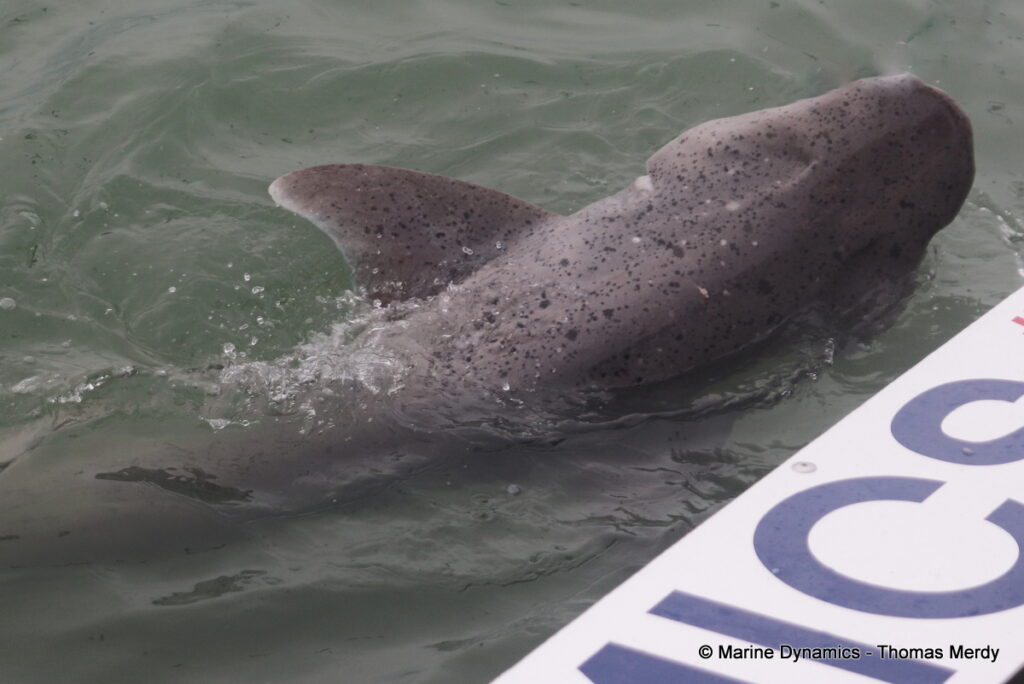 Shark cage diving, South Africa, Gansbaai