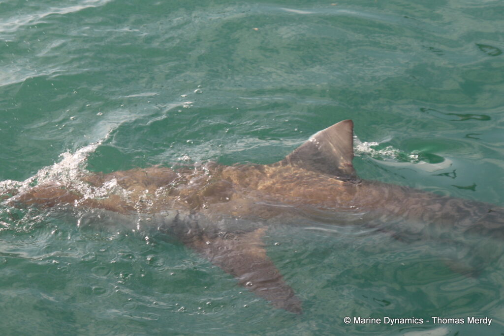 Shark cage diving, Gansbaai, South Africa