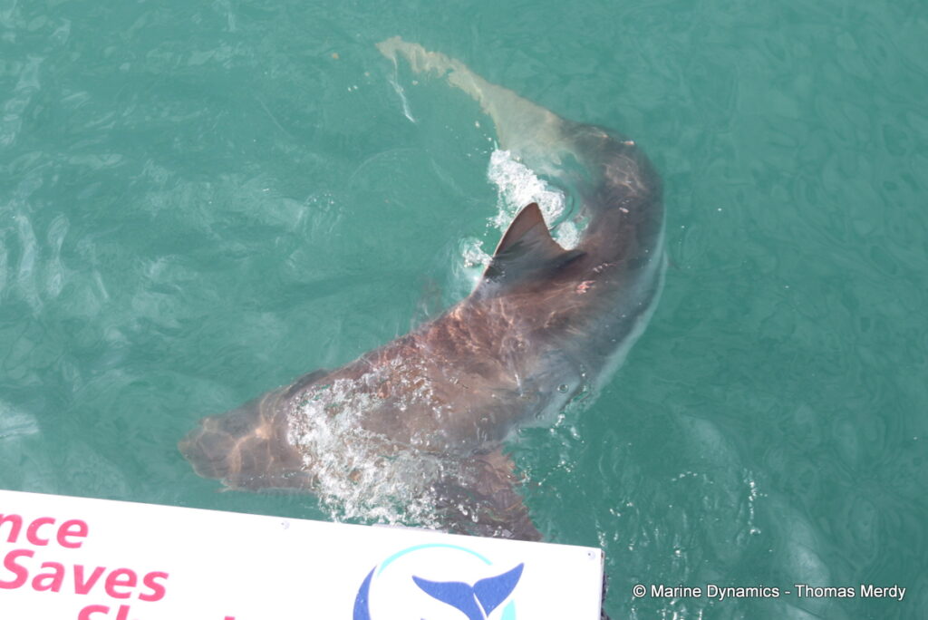 Shark cage diving, Gansbaai, South Africa