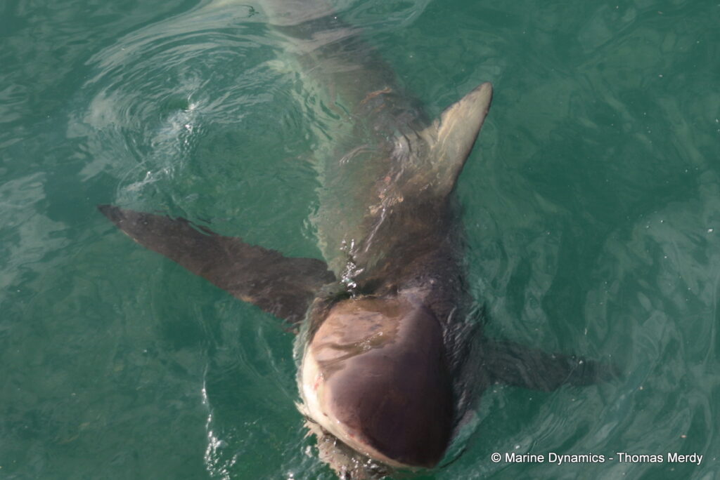 Shark cage diving, Gansbaai, South Africa