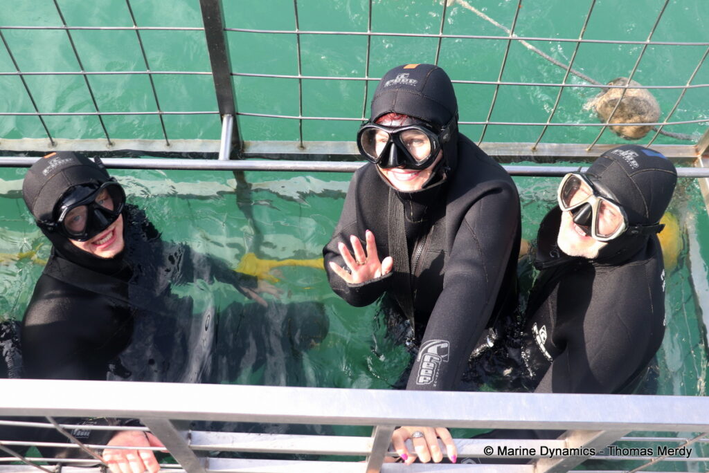 Shark cage diving, Gansbaai, South Africa