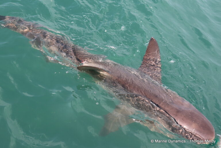 Shark cage diving, Gansbaai, South Africa