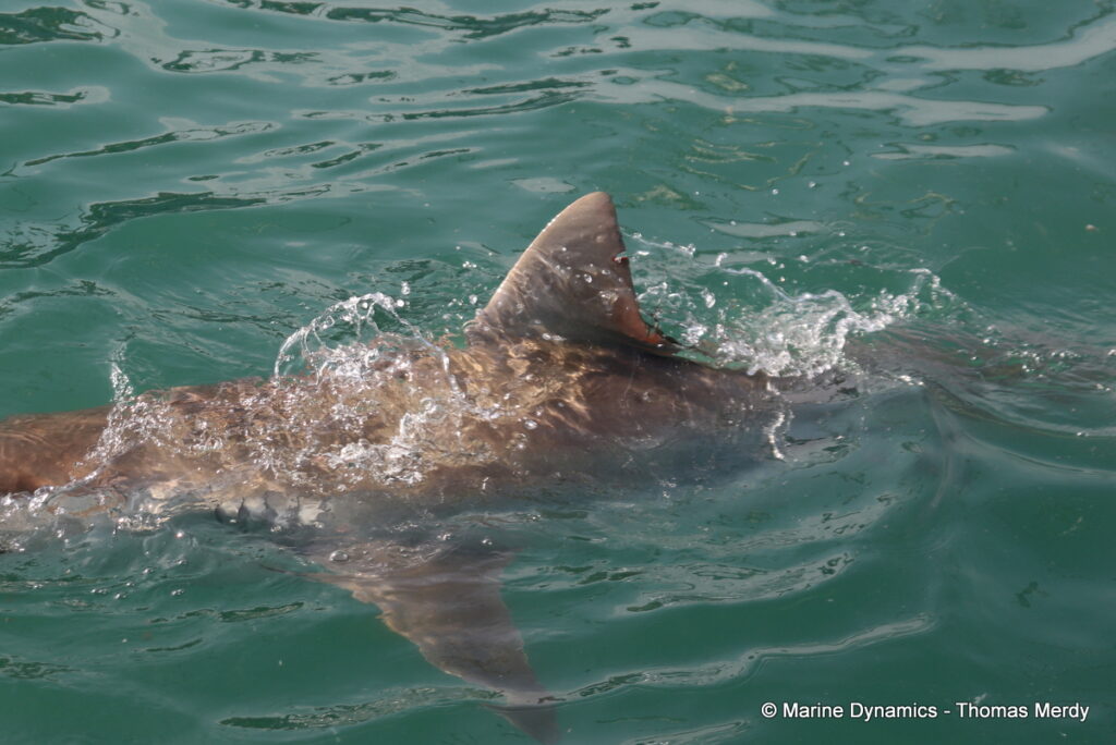 Shark cage diving, Gansbaai, South Africa
