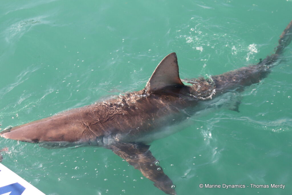 Shark cage diving, Gansbaai, South Africa