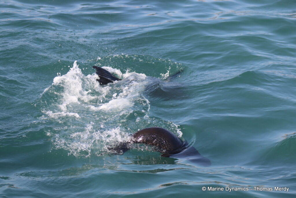 Shark cage diving, Gansbaai, South Africa