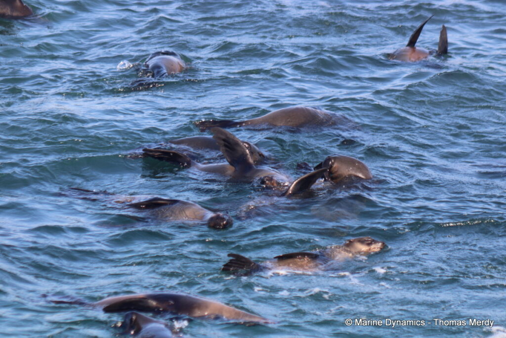 Shark cage diving, Gansbaai, South Africa