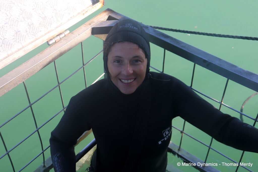 Shark cage diving, South Africa, Ganbsaai