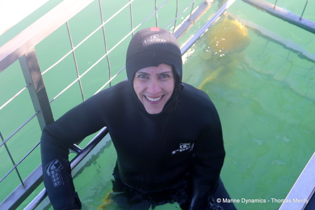 Shark cage diving, South Africa, Ganbsaai