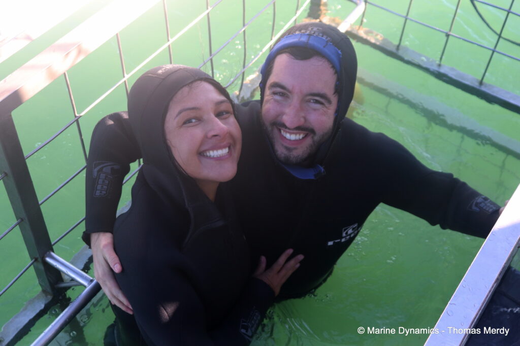 Shark cage diving, South Africa, Ganbsaai