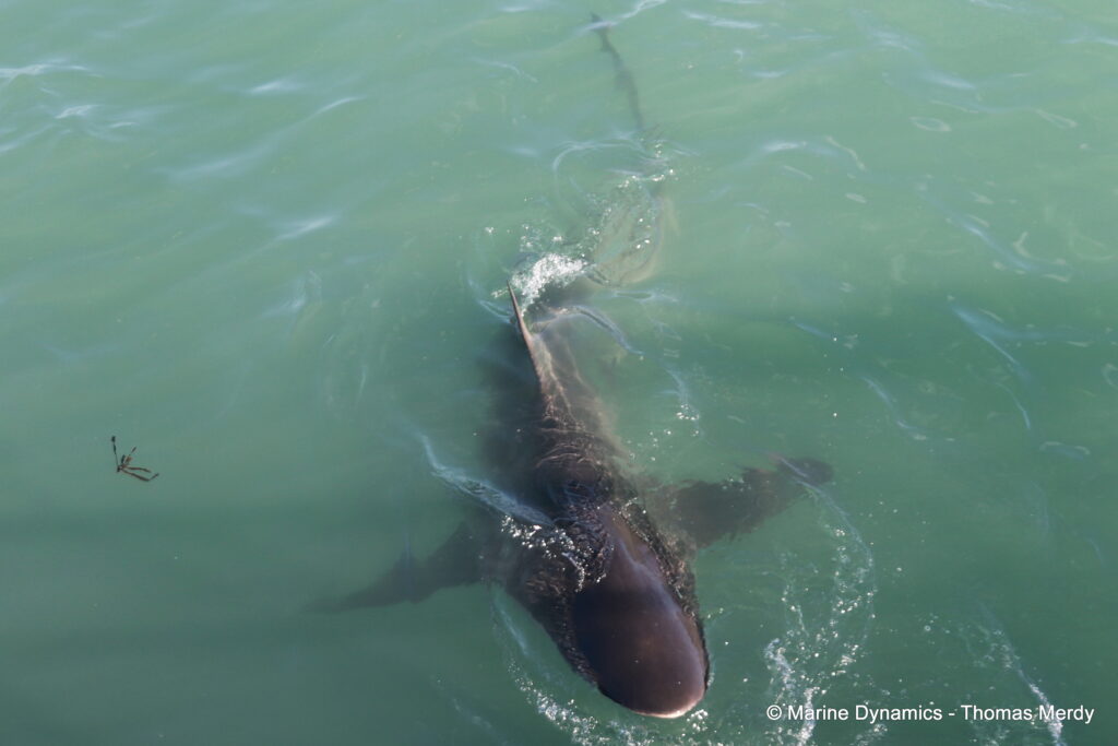 Shark cage diving, South Africa, Ganbsaai