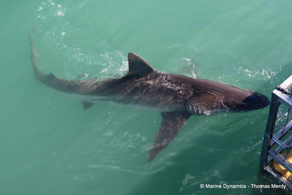 Shark cage diving, South Africa, Ganbsaai