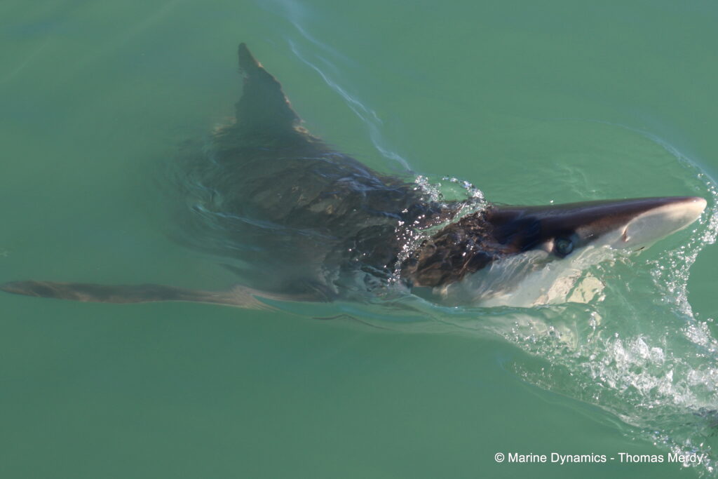 Shark cage diving, South Africa, Ganbsaai