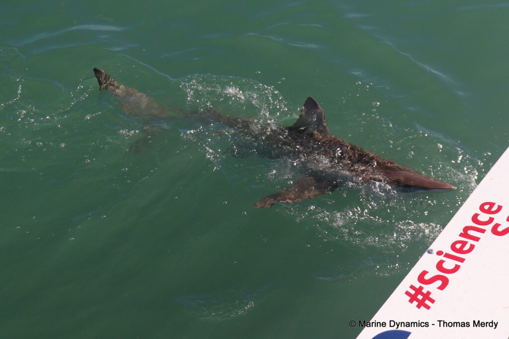 Shark cage diving, South Africa, Ganbsaai