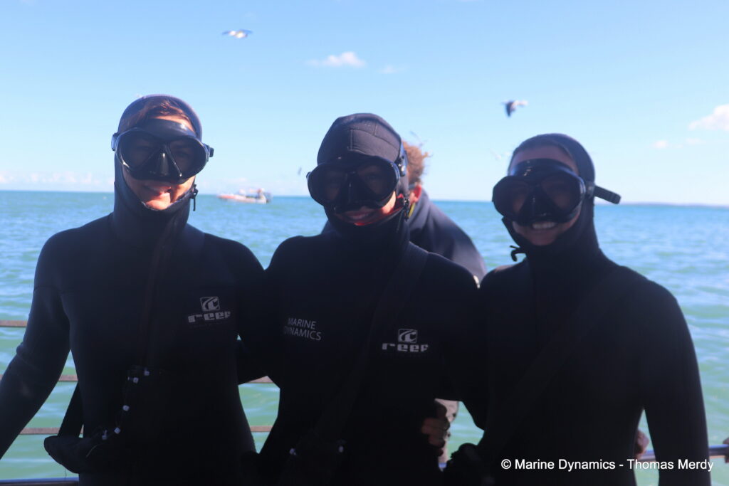Shark cage diving, South Africa, Ganbsaai