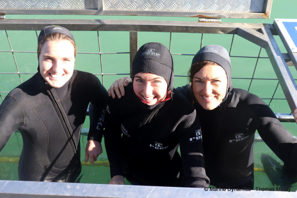 Shark cage diving, South Africa, Ganbsaai